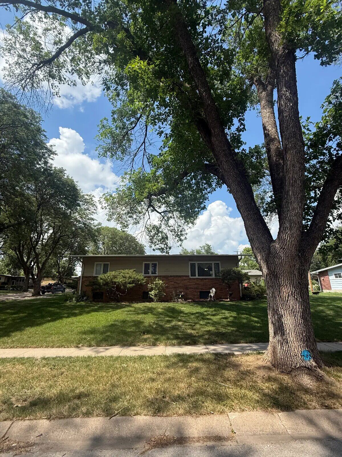 A large shade tree standing over a brick ranch home in a quiet neighborhood