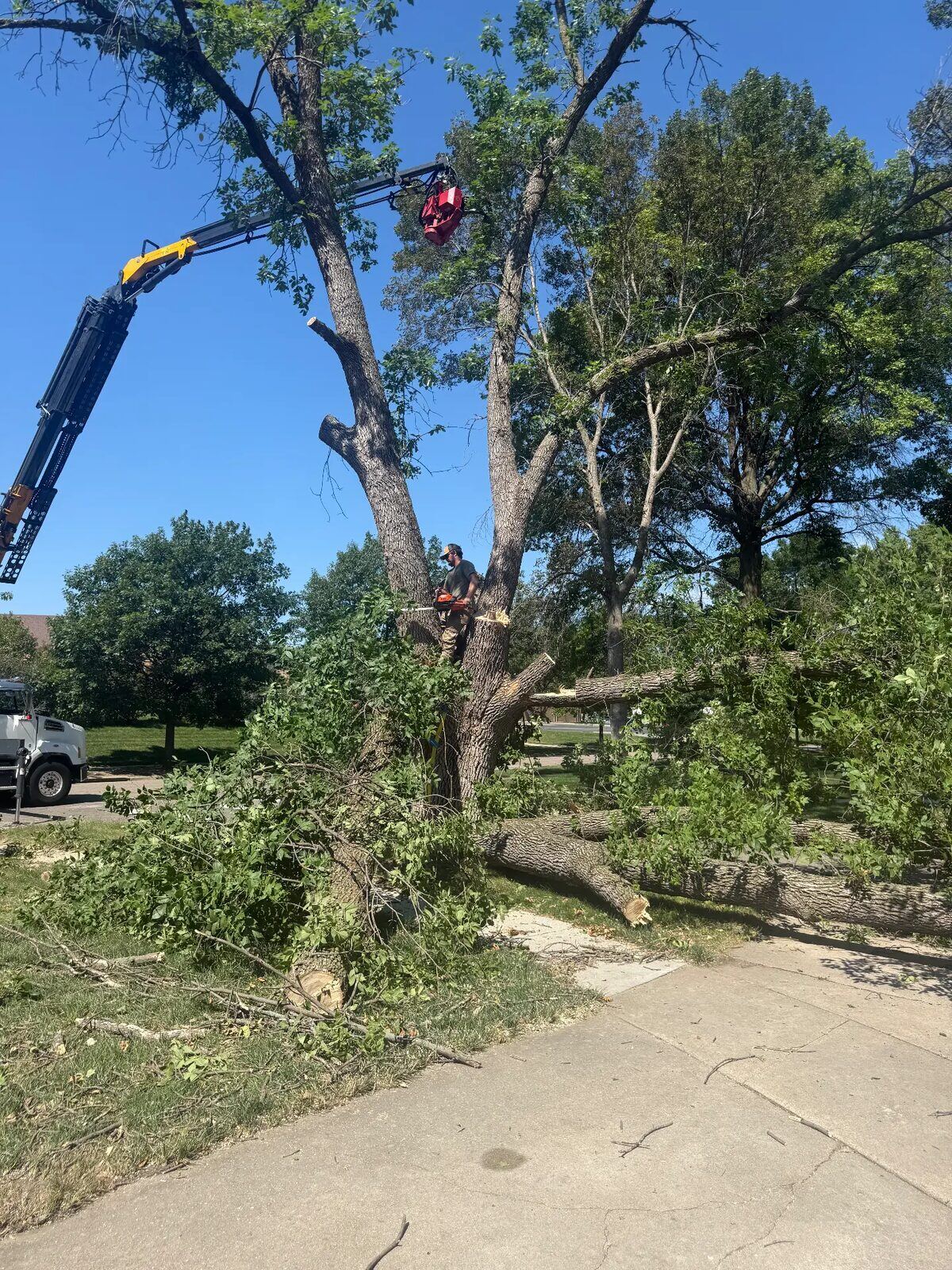 Crane holding a cut tree section while a climber works the trunk